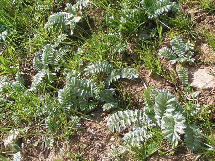 potentille argentine