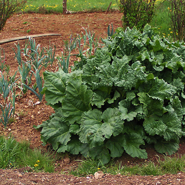 La rhubarbe au potager