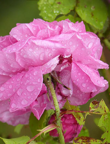 Gouttes d'eau sur une fleur de rose