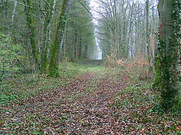 sentier sous les arbres