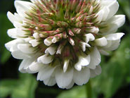 fleurs de campagne le trèfle blanc