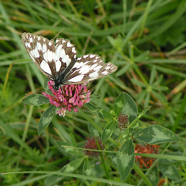 trèfle et papillon buttinant la fleur