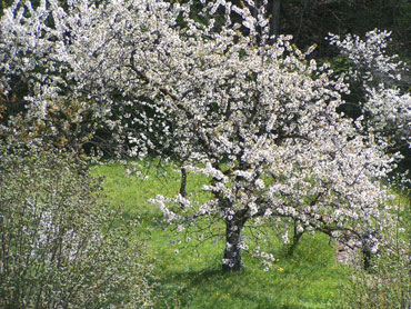 Paysage avec un verger au printemps