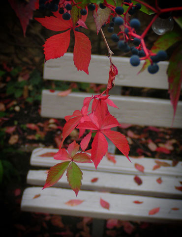 jardin en automne