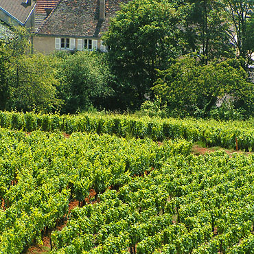 vignoble de Bourgogne