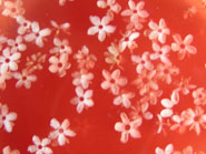 Recette d'un apéritif à base de fleurs sauvages