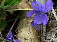 violette odorante